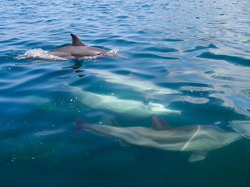 Turistas recorren Mochima atraídos por delfines y biodiversidad marina